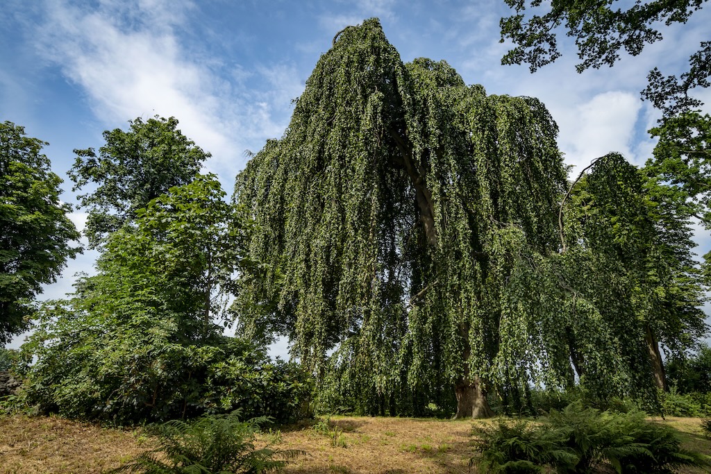 De oude beuk nu
